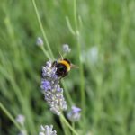 busy bee